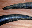 Ox Horn Tips